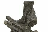 Huge Sauropod (Barosaurus) Vertebra - Bone Cabin Quarry #227518-11